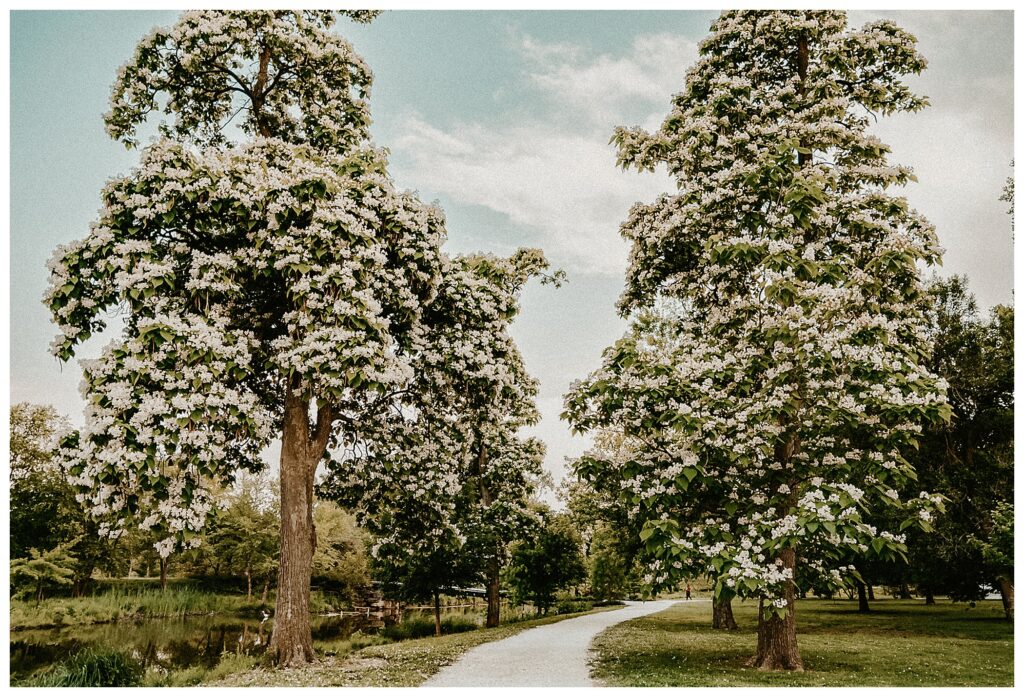 Blooming trees at Forest Park engagement session location