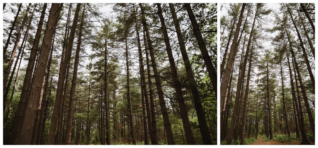 Pine tree trail at Busch wildlife best outdoor locations for engagement session in St Louis O'fallon Missouri